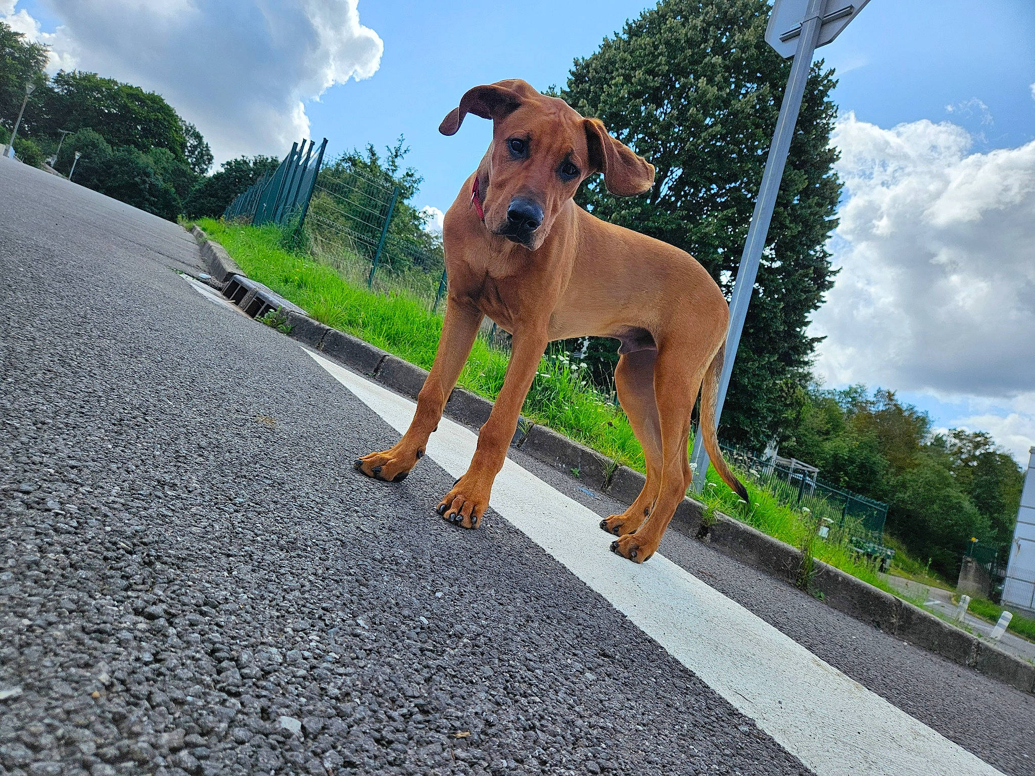 Jax participe au concours pour gagner de l'argent avec cette photo : asphalt, canidae, carnivore, cloud, collar, companion_dog, dog, dog_breed, dog_collar, fawn, grass, landscape, pet_supply, plant, road, road_surface, sky, sporting_group, tree, working_animal
