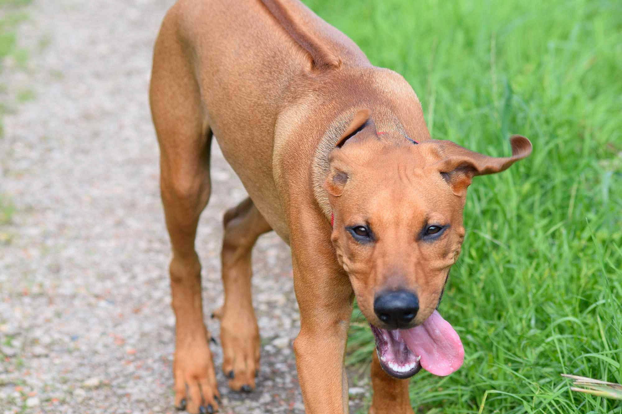 Jax participe au concours pour gagner de l'argent avec cette photo : canidae, carnivore, collar, companion_dog, dog, dog_breed, dog_collar, dog_supply, fawn, grass, grassland, hound, liver, paw, plant, snout, sporting_group, terrestrial_animal, working_animal, working_dog