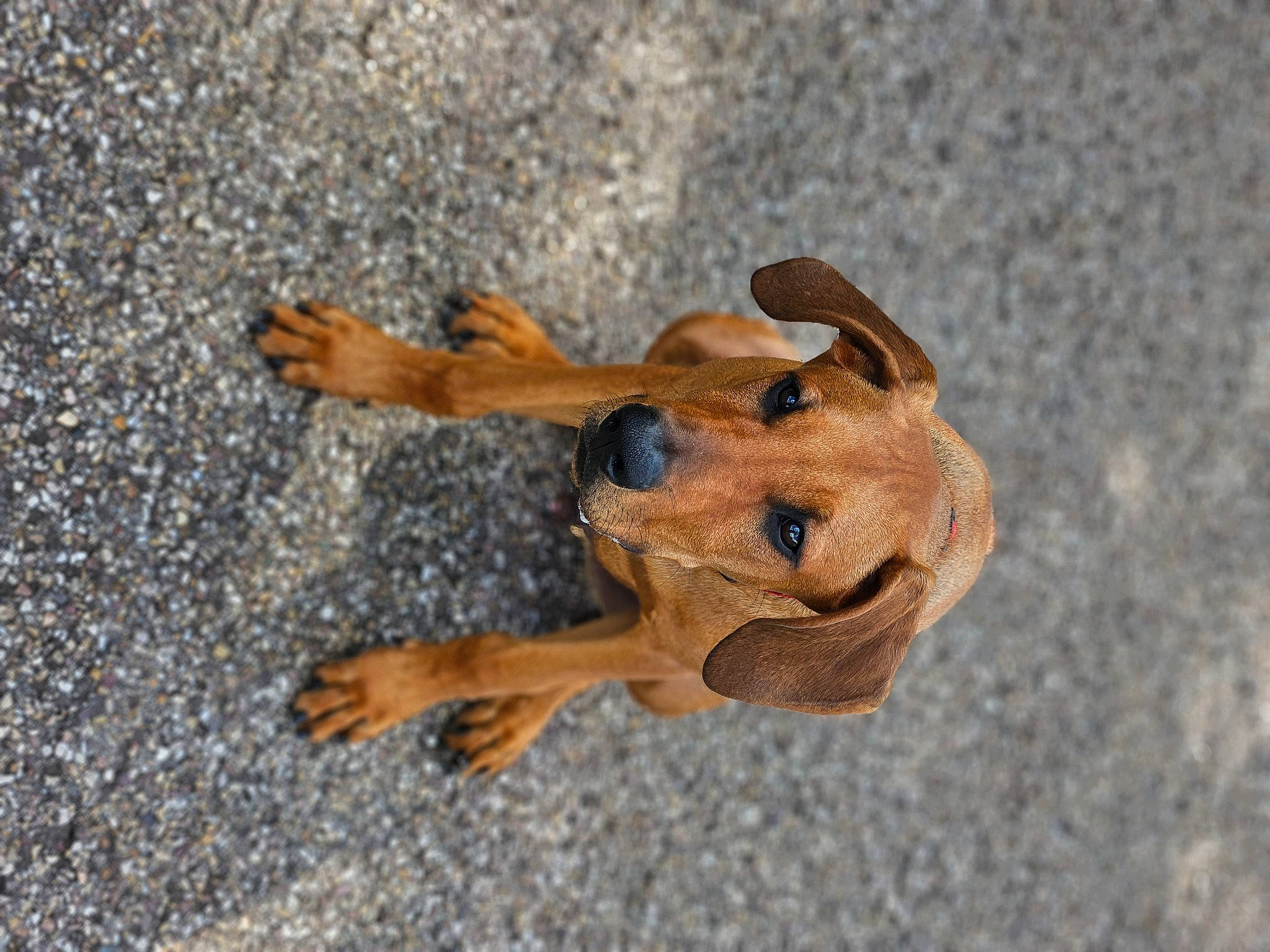 Jax participe au concours pour gagner de l'argent avec cette photo : art, canidae, carnivore, dog, dog_breed, fawn, felidae, liver, paw, puppy, shadow, snout, soil, sporting_group, street_dog, terrestrial_animal, toy, wildlife, wood, working_animal