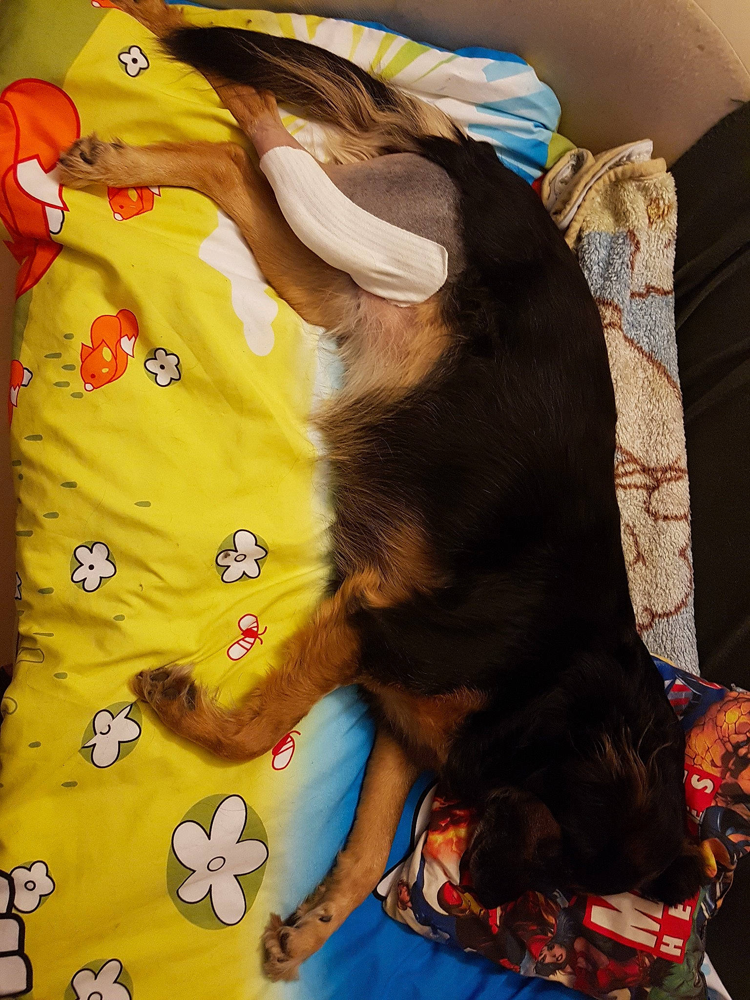 Maddy a rejoint le concours — aidez-le/la à gagner de superbes lots ! art, canidae, carnivore, dachshund, dog, dog_breed, fur, play, puppy, rottweiler, sporting_group, textile