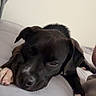 Kingston is registered to the contest to win money with this photo: dog, black_dog, white_paws, bed, resting, indoor, pet, canine, sleepy, lying_down, animal, domestic_animal, fur, relaxed, comfort, cozy, household, quiet, calm, bedroom