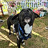 Kingston is registered to the contest to win money with this photo: dog, black_dog, white_markings, blue_harness, grass, flowers, garden, picket_fence, outdoor, sunlight, shadow, pet, animal, close_up, looking_up, collar, nature, spring, colorful, playful