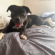 Kingston joined the competition — help win amazing prizes! dog, black_dog, pet, bed, blanket, indoor, tongue_out, happy, animal, paws, laying_down, fur, canine, cozy, resting, domestic, muzzle, ears, collar, room