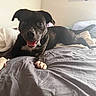 dog, black_dog, pet, bed, blanket, indoor, tongue_out, happy, animal, paws, laying_down, fur, canine, cozy, resting, domestic, muzzle, ears, collar, room