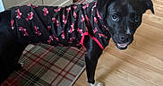 Kingston joined the competition — help win amazing prizes! dog, black_dog, pet_clothing, shirt, plaid_rug, wooden_floor, indoor, living_room, furniture, ottoman, table, decor, pet, animal, canine, looking_back, cute, smiling, domestic_animal, flooring