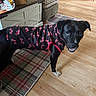 dog, black_dog, pet_clothing, shirt, plaid_rug, wooden_floor, indoor, living_room, furniture, ottoman, table, decor, pet, animal, canine, looking_back, cute, smiling, domestic_animal, flooring