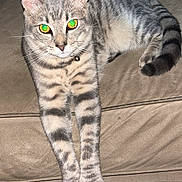 Stinky joined the competition — help win amazing prizes! cat, gray_tabby, striped_fur, yellow_eyes, pet, domestic_cat, couch, furniture, indoor, relaxed, stretching, whiskers, paws, tail, collar, bell, closeup, animal, mammal, cute