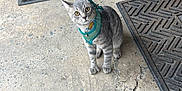 Stinky joined the competition — help win amazing prizes! cat, gray_cat, tabby_cat, leash, harness, pet, animal, yellow_eyes, curious, sitting, concrete_floor, doormat, outdoor, closeup, feline, whiskers, expression, domestic_cat, texture, floor