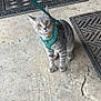 cat, gray_cat, tabby_cat, leash, harness, pet, animal, yellow_eyes, curious, sitting, concrete_floor, doormat, outdoor, closeup, feline, whiskers, expression, domestic_cat, texture, floor