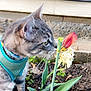 Stinky is registered to the contest to win money with this photo: cat, tabby_cat, pet, animal, flower, garden, plants, green_leaves, soil, outdoor, curious, sniffing, teal_harness, whiskers, close_up, nature, daylight, side_view, paws, feline