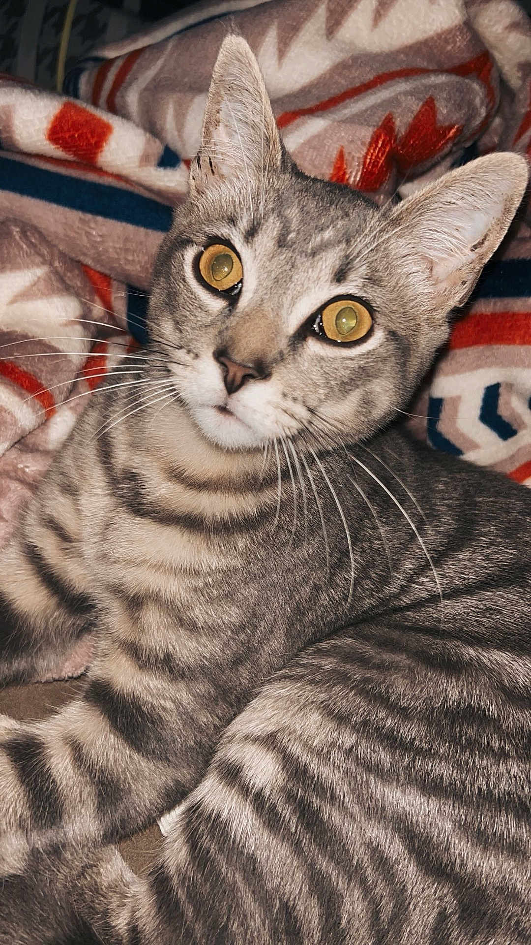 Stinky is registered to the contest to win money with this photo: cat, tabby_cat, pet, feline, animal, close_up, yellow_eyes, whiskers, fur, striped, resting, blanket, patterned_blanket, indoor, cozy, cute, curious, domestic_animal, portrait, mammal