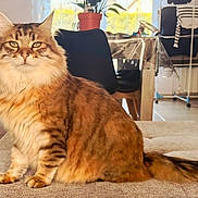 Chichi a rejoint le concours — aidez-le/la à gagner de superbes lots ! cat, tabby, fluffy, feline, indoor, living_room, couch, furniture, plant, window, daylight, pet, animal, sitting, domestic, home, cozy, blurred_background, portrait, looking_at_camera