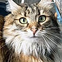 Chichi a rejoint le concours — aidez-le/la à gagner de superbes lots ! cat, fluffy, green_eyes, whiskers, close_up, portrait, feline, long_fur, animal, pet, cute, indoor, soft_light, muzzle, ears, nose, face, domestic_cat, tabby, curious