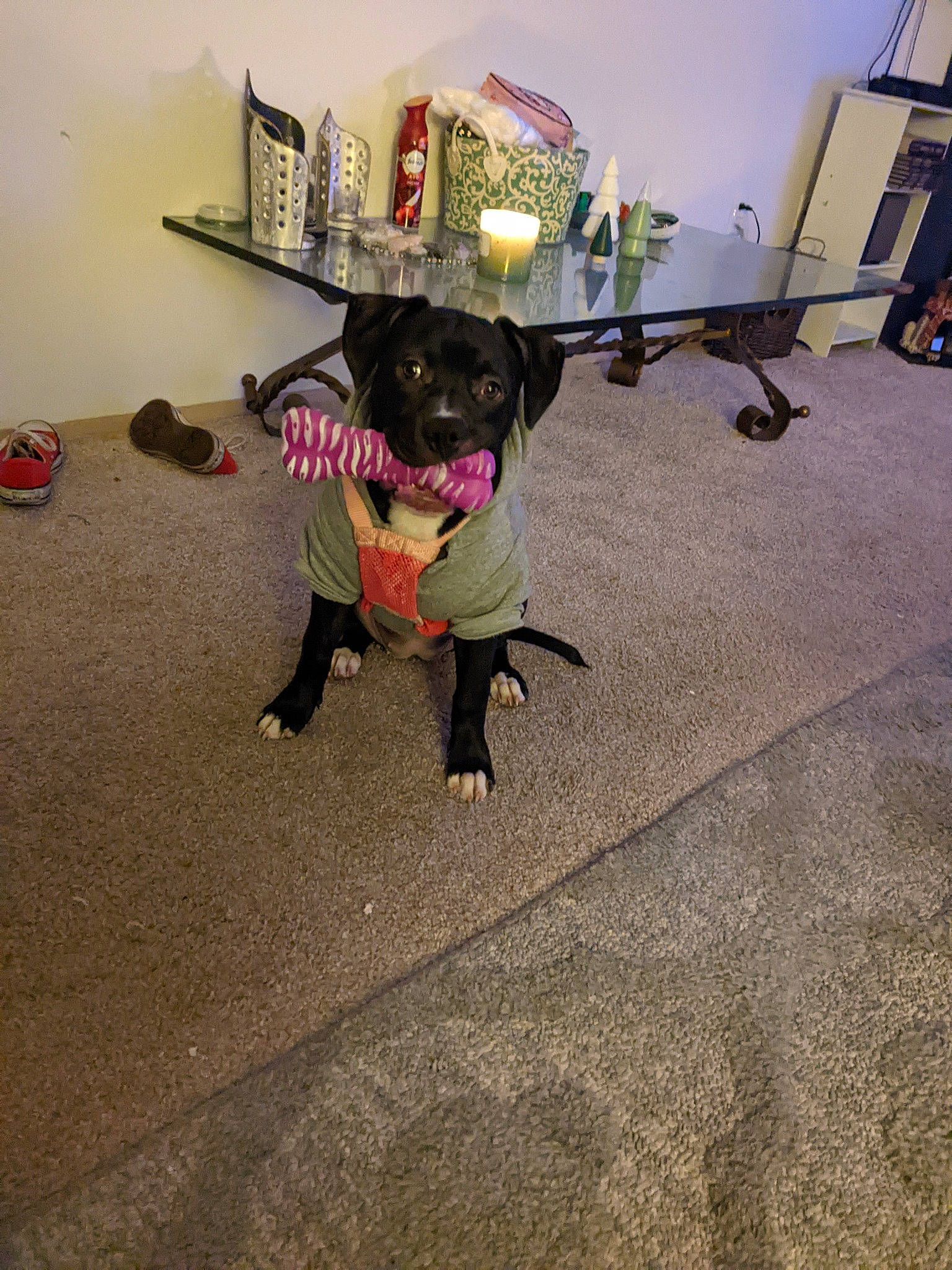 Emma joined the competition — help win amazing prizes! carnivore, chair, collar, companion_dog, dog, dog_breed, dog_clothes, dog_supply, fawn, floor, flooring, hardwood, houseplant, leash, room, snout, sporting_group, table, tail, working_animal