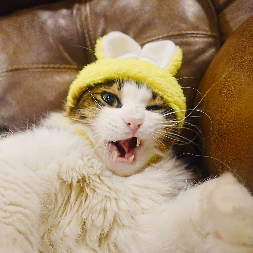 Mittens