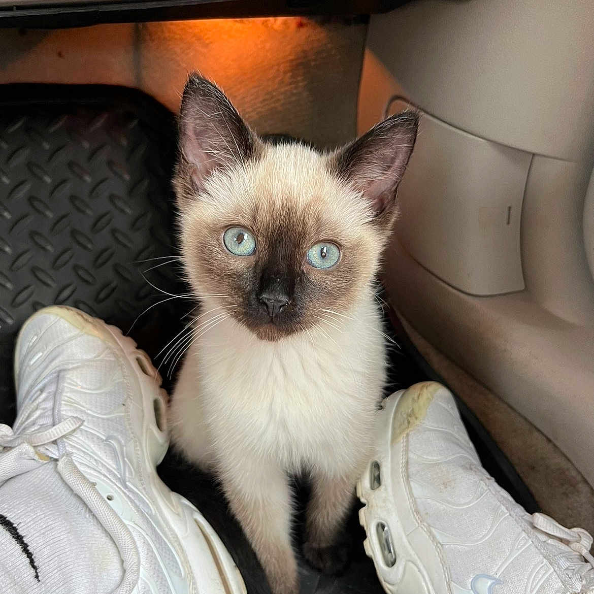 Mr. Dior is registered to the contest to win money with this photo: kitten, cat, siamese_cat, blue_eyes, white_shoes, nike, sneakers, car_interior, floor_mat, curious, pet, animal, close_up, indoor, young_cat, looking_up, whiskers, paws, light, shoes