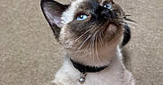 Mr. Dior joined the competition — help win amazing prizes! cat, siamese, kitten, blue_eyes, collar, bell, paw, fur, whiskers, indoor, carpet, beige, pet, cute, curious, animal, mammal, playful, young, looking_up