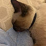 cat, siamese, sleeping, close_up, fur, whiskers, ear, collar, blanket, soft, cozy, pet, domestic_animal, resting, cute, indoor, nap, feline, animal, tongue