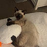 Mr. Dior is registered to the contest to win money with this photo: kitten, cat, siamese, toy, white_blanket, playing, pet, animal, indoor, cozy, fur, cute, claws, laying, young, curious, paw, feline, domestic, bedroom