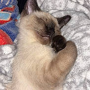 Mr. Dior is registered to the contest to win money with this photo: cat, kitten, sleeping, siamese, paw, fur, blanket, cozy, cute, pet, animal, resting, indoor, soft, relaxing, whiskers, ears, closed_eyes, domestic_cat, feline