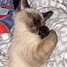 cat, kitten, sleeping, siamese, paw, fur, blanket, cozy, cute, pet, animal, resting, indoor, soft, relaxing, whiskers, ears, closed_eyes, domestic_cat, feline
