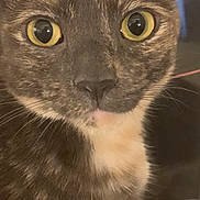Misha is registered to the contest to win money with this photo: cat, close_up, pets, animal, feline, whiskers, yellow_eyes, fur, curious, portrait, indoor, domestic_cat, face, looking, cute, muzzle, ears, soft_light, brown_fur, tabby