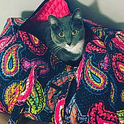 Bob is registered to the contest to win money with this photo: cat, gray_cat, white_chest, pet, animal, indoor, quilted_bag, paisley_pattern, colorful, fabric, curious, sitting, closeup, domestic_cat, feline, cozy, textile, patterned, bag, portrait
