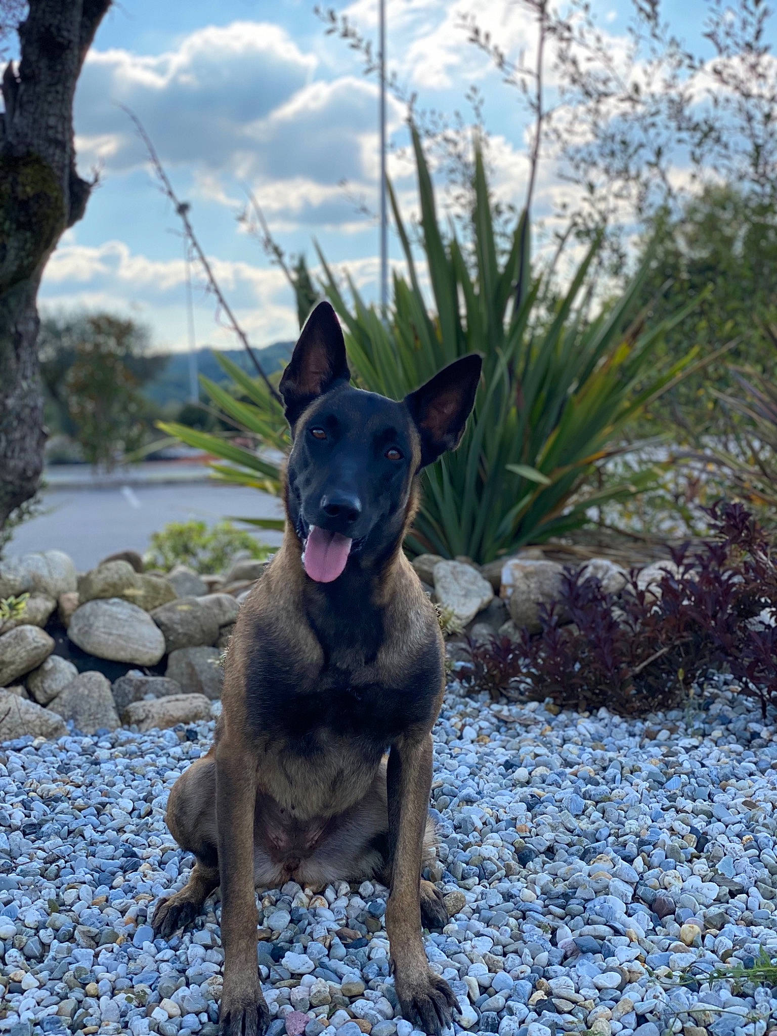 Olia a rejoint le concours — aidez-le/la à gagner de superbes lots ! canidae, carnivore, cloud, collar, companion_dog, dog, dog_breed, dog_collar, fawn, grass, guard_dog, landscape, plant, sky, snout, sporting_group, toy_dog, water, working_animal, working_dog