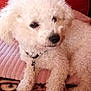 animal, close_up, collar, companion, cozy, curly_fur, cushion, cute, dog, domestic_animal, fur, indoors, laying_down, pet, pink_cushion, red_background, relaxed, resting, small_dog, white_dog