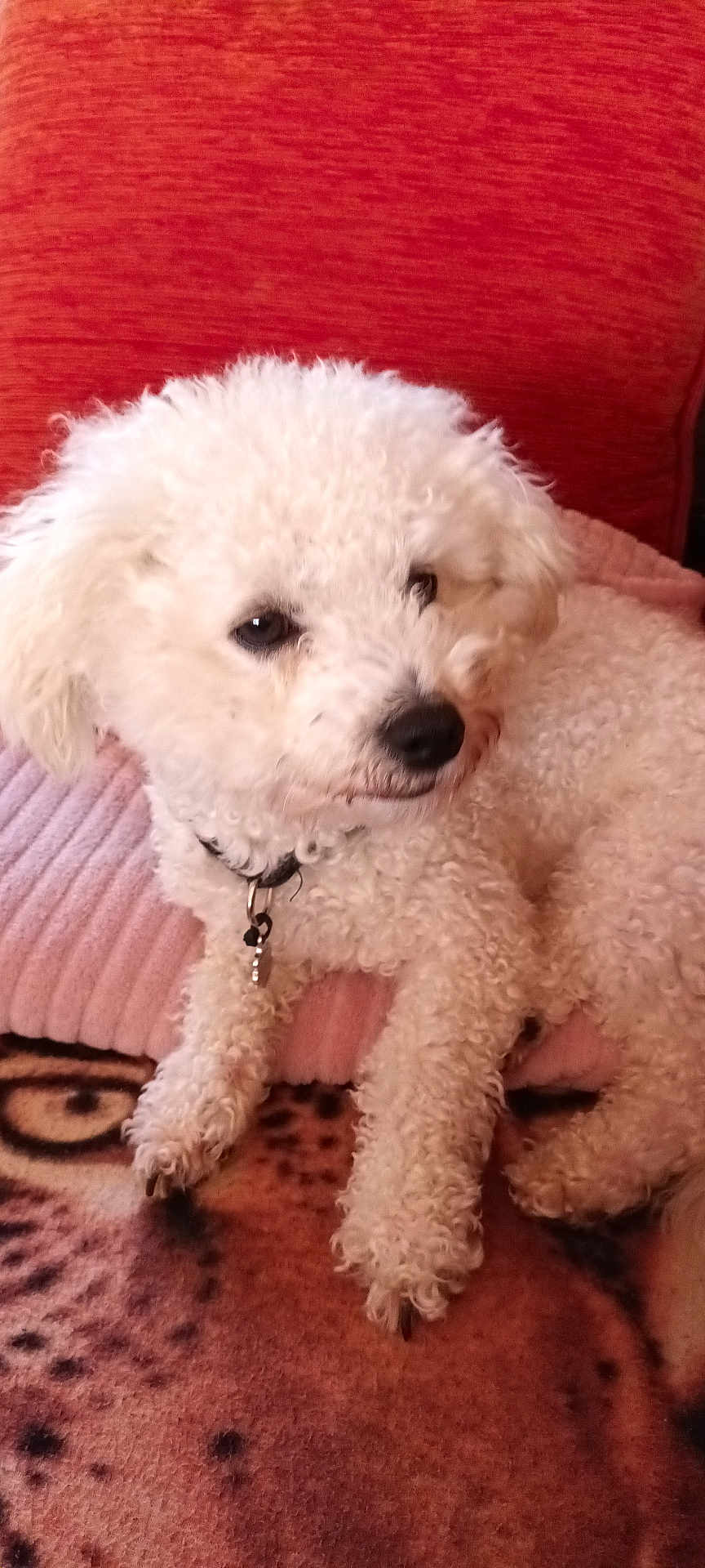 Lulu