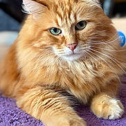 Froufrou a rejoint le concours — aidez-le/la à gagner de superbes lots ! cat, orange_cat, fluffy, pet, feline, animal, closeup, indoor, purple_surface, whiskers, green_eyes, paw, relaxed, cute, portrait, soft_fur, domestic_cat, mammal, laying_down, focused