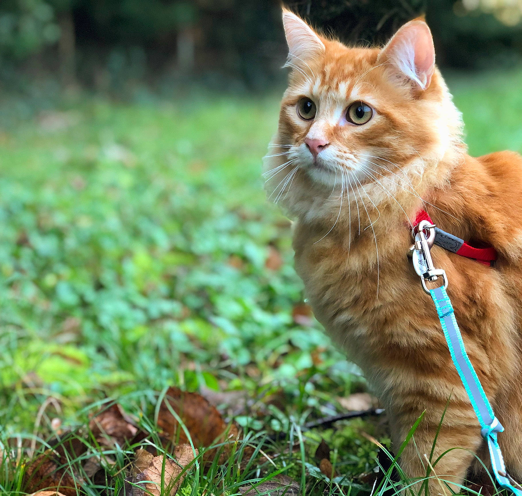 Froufrou participe au concours pour gagner de l'argent avec cette photo : carnivore, cat, domestic_short_haired_cat, fawn, felidae, fur, grass, groundcover, natural_landscape, plant, sitting, small_to_medium_sized_cats, snout, tail, terrestrial_animal, tree, whiskers, wildlife, wood
