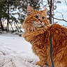Froufrou participe au concours pour gagner de l'argent avec cette photo : cat, orange_cat, fluffy_fur, snow, leash, harness, outdoor, winter, trees, nature, pet, animal, feline, fur, whiskers, green_eyes, sky, daylight, curious, portrait