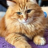 cat, orange_cat, fluffy, pet, feline, whiskers, green_eyes, paw, fur, closeup, indoor, relaxed, animal, mammal, cute, domestic_cat, portrait, resting, soft_texture, purple_surface