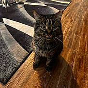 Ivy joined the competition — help win amazing prizes! animal, cat, closeup, cozy, curious, domestic_cat, ears, eyes, flooring, furniture, indoor, pet, reflection, rug, shadow, sitting, striped, tabby, whiskers, wooden_floor