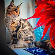 Trésor a rejoint le concours — aidez-le/la à gagner de superbes lots ! cat, tabby, fluffy, windowsill, indoor, red_feathers, blue_vase, fur, pet, animal, side_view, natural_light, decor, closeup, whiskers, tail, sitting, curious, feline, soft
