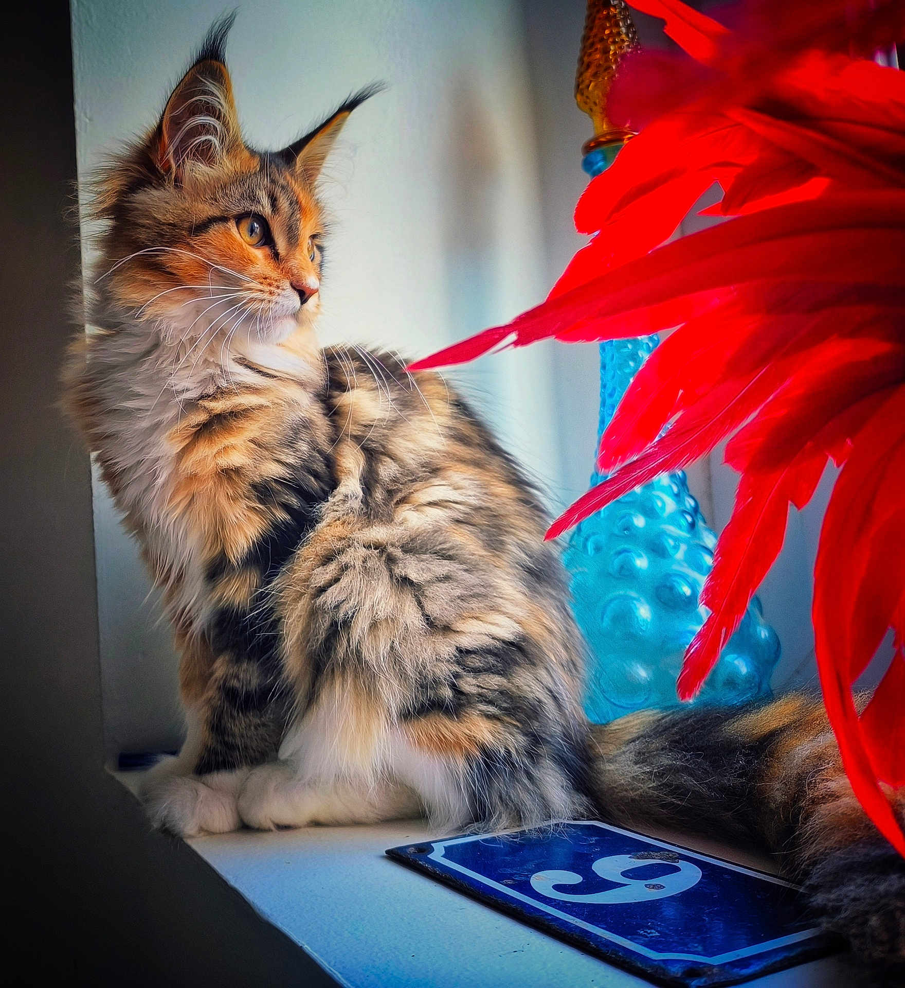 Trésor a rejoint le concours — aidez-le/la à gagner de superbes lots ! cat, tabby, fluffy, windowsill, indoor, red_feathers, blue_vase, fur, pet, animal, side_view, natural_light, decor, closeup, whiskers, tail, sitting, curious, feline, soft