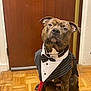 dog, tuxedo, bow_tie, pet, indoor, parquet_floor, brown_door, leash, sitting, curious_expression, portrait, canine, domestic_animal, costume, animal, furniture, household, flooring, brown, cute