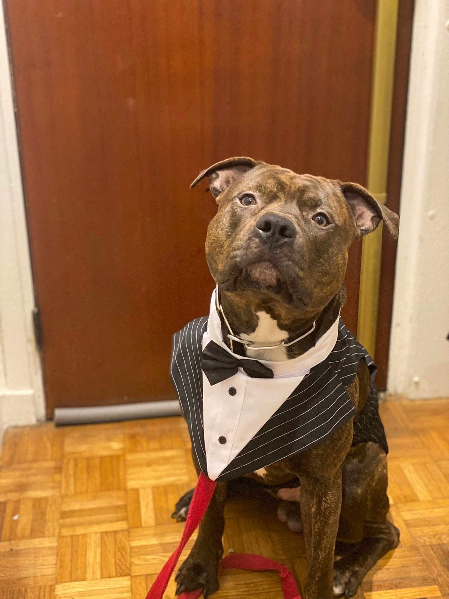 Stitch participe au concours pour gagner de l'argent avec cette photo : dog, tuxedo, bow_tie, pet, indoor, parquet_floor, brown_door, leash, sitting, curious_expression, portrait, canine, domestic_animal, costume, animal, furniture, household, flooring, brown, cute