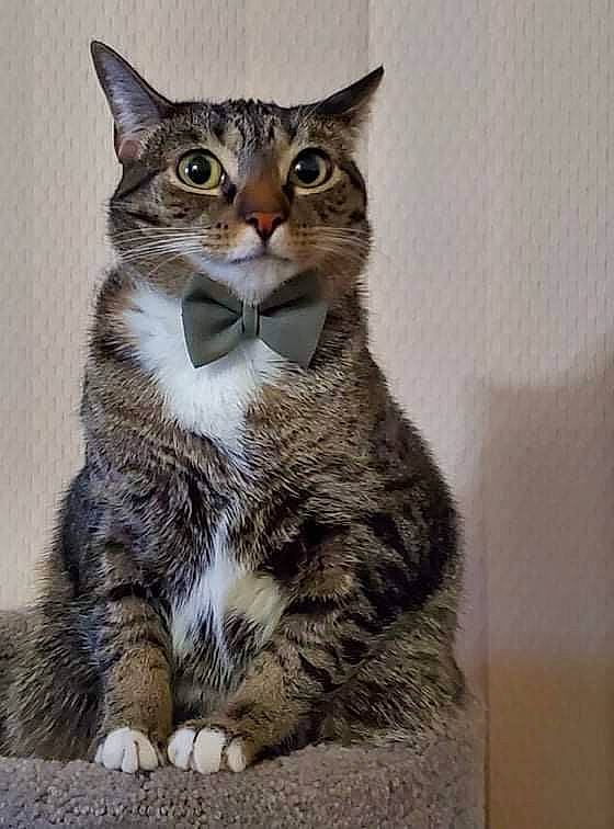 Millie joined the competition — help win amazing prizes! art, carnivore, cat, domestic_short_haired_cat, eye, felidae, fur, head, iris, paw, small_to_medium_sized_cats, snout, tail, terrestrial_animal, whiskers