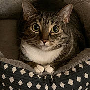 Millie is registered to the contest to win money with this photo: cat, tabby, pet_bed, cozy, indoor, animal, fur, whiskers, eyes, paws, patterned, resting, cute, domestic_cat, closeup, looking, curious, comfortable, feline, soft