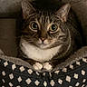 cat, tabby, pet_bed, cozy, indoor, animal, fur, whiskers, eyes, paws, patterned, resting, cute, domestic_cat, closeup, looking, curious, comfortable, feline, soft