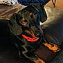 dog, dachshund, pet, indoor, couch, leather, collar, black, brown, animal, floor, blanket, mat, table, legs, looking_up, cute, pet_accessory, domestic, relaxed