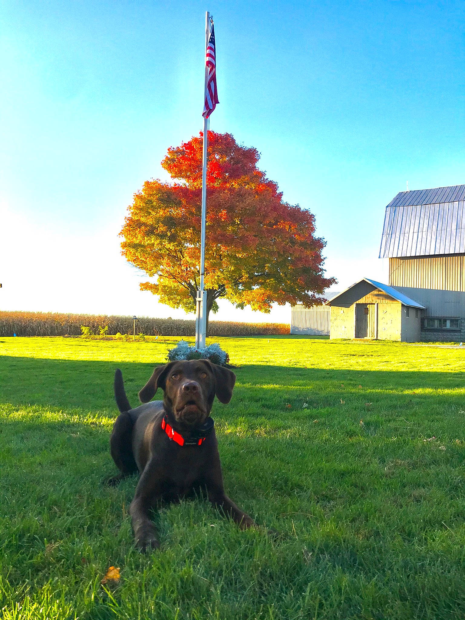Millie is registered to the contest to win money with this photo: canidae, carnivore, companion_dog, coquelicot, dog, dog_breed, dog_collar, field, flag, grass, grassland, hunting_dog, lawn, meadow, pasture, plain, pole, prairie, sporting_group, working_animal