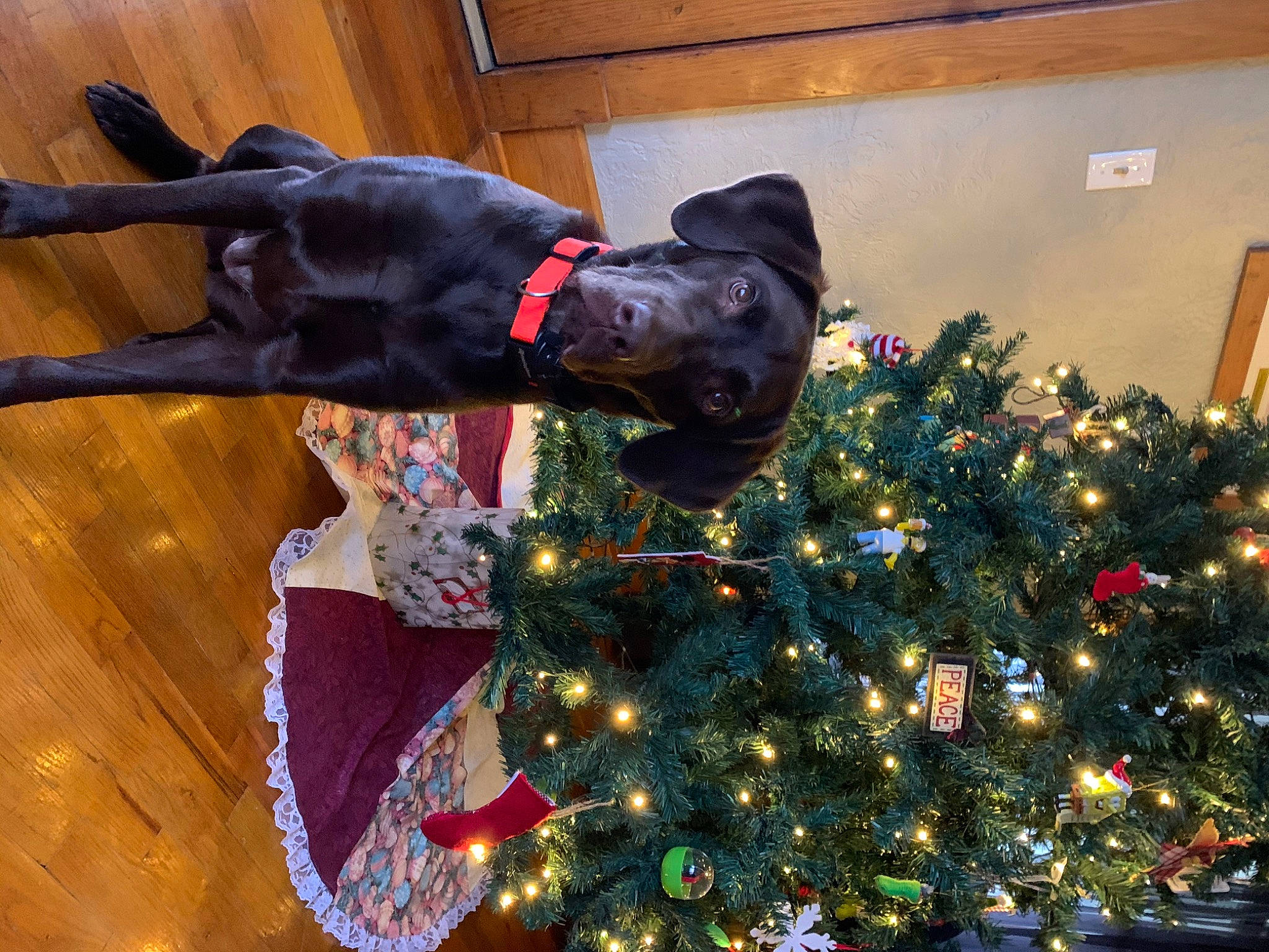 Millie joined the competition — help win amazing prizes! carnivore, christmas, christmas_decoration, christmas_eve, christmas_ornament, christmas_tree, collar, dog, dog_breed, dog_collar, holiday, holiday_ornament, interior_design, ornament, pet_supply, snout, sporting_group, vertebrate, wood_flooring, working_animal