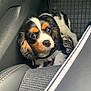 puppy, dog, tricolor, car_interior, seat, floor_mat, curious, pet, animal, fur, cute, young_dog, black, white, brown, closeup, indoors, leather_seat, looking_up, collar