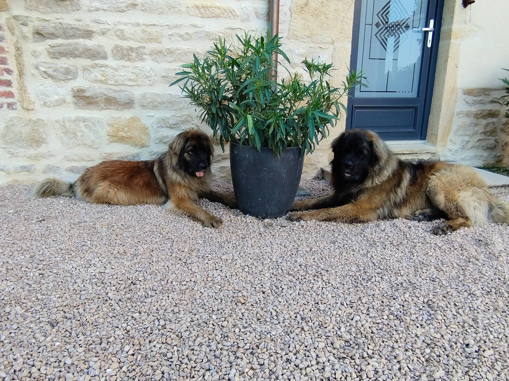 Schubert Et Rhapsodie