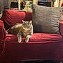 Greyson is registered to the contest to win money with this photo: cat, tabby, grey_cat, armchair, red_furniture, pillow, indoor, shelf, household_items, relaxed, feline, pet, fur, cozy, domestic, resting, living_room, home_decor, animal, comfortable
