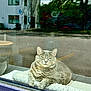 Greyson joined the competition — help win amazing prizes! cat, gray_cat, tabby, window, reflection, cushion, indoor, urban, street, building, relaxed, lounging, pet, animal, feline, daylight, glass, cozy, domestic_animal, resting