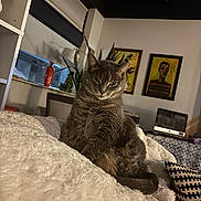 Greyson is registered to the contest to win money with this photo: cat, gray_tabby, indoor, blanket, furniture, lamp, painting, plant, computer, cushion, window, decor, cozy, pet, fur, portrait, relaxed, home, resting, animal